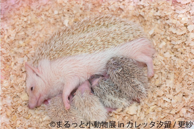 合同写真＆物販展「まるっと小動物展 in カレッタ汐留」ハリネズミやハムスター、ショウガラゴも｜写真9