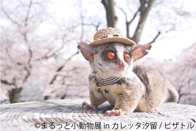 合同写真＆物販展「まるっと小動物展 in カレッタ汐留」ハリネズミやハムスター、ショウガラゴも｜写真7