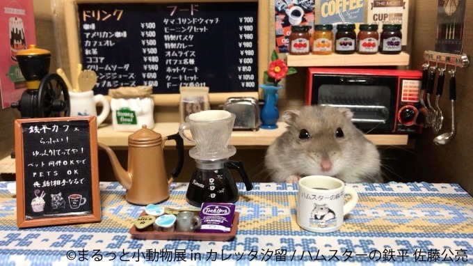 合同写真＆物販展「まるっと小動物展 in カレッタ汐留」ハリネズミやハムスター、ショウガラゴも｜写真6