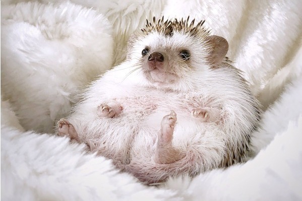 「まるっと小動物展 in カレッタ汐留」