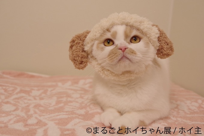 「ねこ休み展」初の単独展「まるごとホイちゃん展」ルクア大阪で、人気猫“ホイちゃん”にフォーカス｜写真4