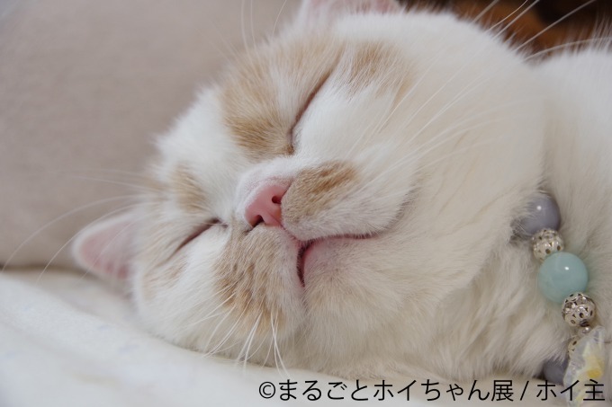 「ねこ休み展」初の単独展「まるごとホイちゃん展」ルクア大阪で、人気猫“ホイちゃん”にフォーカス｜写真3