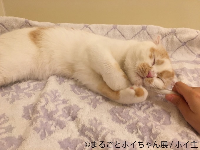 「ねこ休み展」初の単独展「まるごとホイちゃん展」ルクア大阪で、人気猫“ホイちゃん”にフォーカス｜写真7