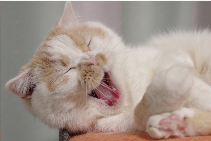 「ねこ休み展」初の単独展「まるごとホイちゃん展」