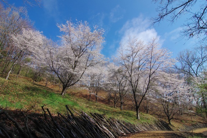 日本最大の屋内ネットアスレチック「巨大ネットの森 SUMIKA」栃木・ツインリンクもてぎに誕生｜写真3