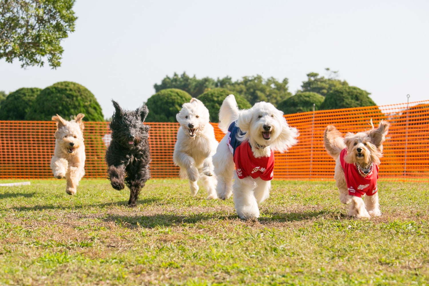 キャンプフェス「GO OUT JAMBOREE」静岡で、アーティストライブ＆野外映画上映会｜写真15