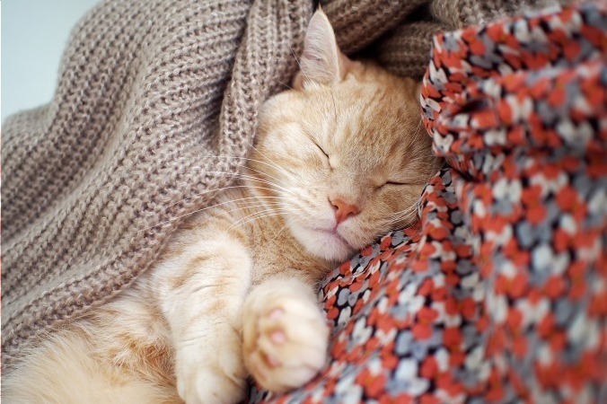 「ねこ休み展」