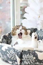 「ねこ休み展」冬の本祭、猫クリエイターの合同写真展＆物販展が東京・浅草橋で開催｜写真4