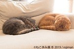 「ねこ休み展」冬の本祭、猫クリエイターの合同写真展＆物販展が東京・浅草橋で開催｜写真10