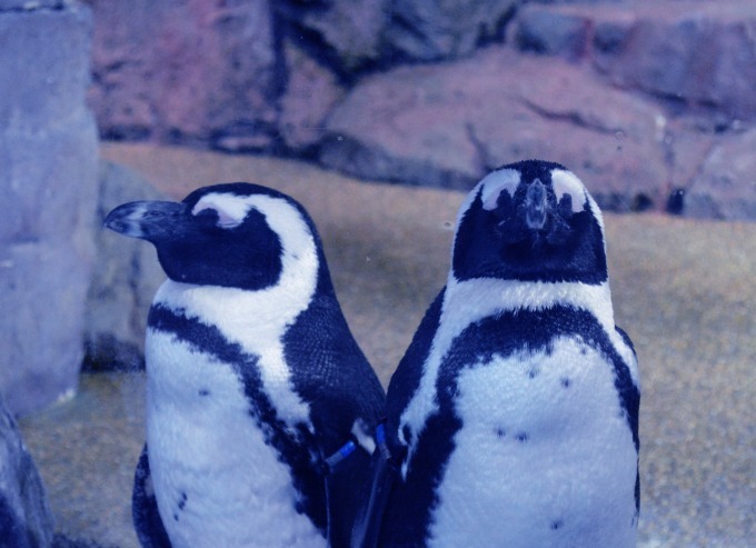 京都水族館「冬の夜のすいぞくかん」活発に動くオオサンショウウオ＆すやすや眠るペンギンなど観察｜写真10