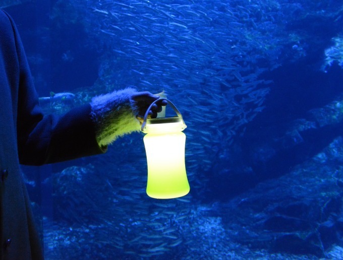 京都水族館「冬の夜のすいぞくかん」活発に動くオオサンショウウオ＆すやすや眠るペンギンなど観察｜写真6