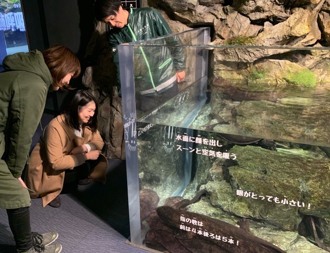 京都水族館「冬の夜のすいぞくかん」活発に動くオオサンショウウオ＆すやすや眠るペンギンなど観察｜写真7