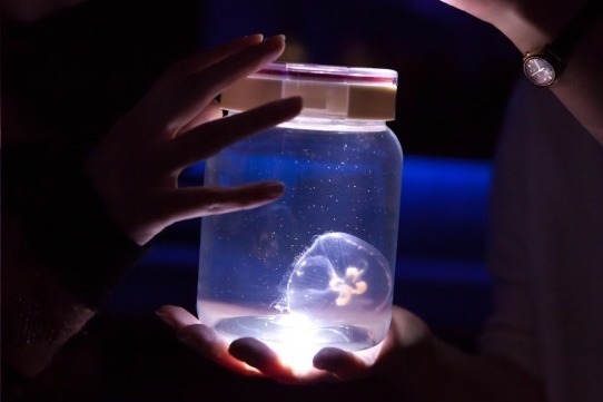 すみだ水族館「雪とクラゲ」