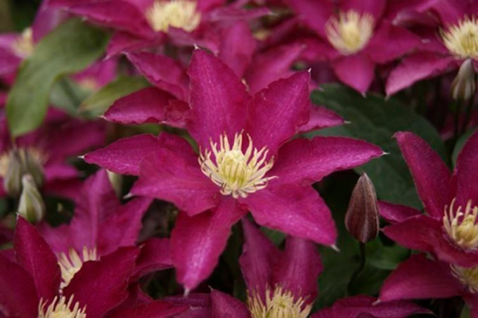 「春の花々とクレマチス展」池袋・サンシャインシティで、珍しい品種など約100種のクレマチスが集結｜写真3