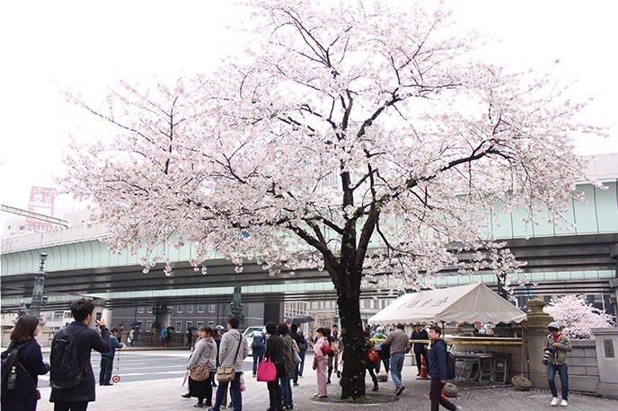 「日本橋 桜フェスティバル」桜の木を再現したデジタルアートの“お花見”や桜のスイーツなど｜写真21