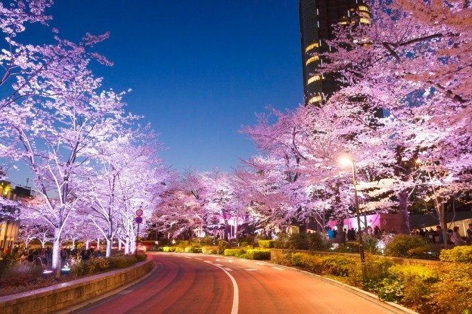 東京ミッドタウンの花見イベント「ミッドタウン・ブロッサム」お酒と桜を楽しめる屋外ラウンジも｜写真4