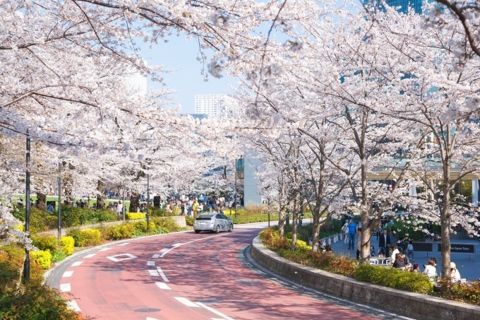 東京ミッドタウンの花見イベント「ミッドタウン・ブロッサム」お酒と桜を楽しめる屋外ラウンジも｜写真2