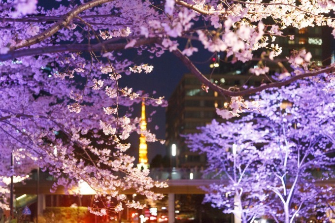 東京ミッドタウンの花見イベント「ミッドタウン・ブロッサム」お酒と桜を楽しめる屋外ラウンジも｜写真5