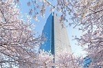 東京ミッドタウンの花見イベント「ミッドタウン・ブロッサム」お酒と桜を楽しめる屋外ラウンジも