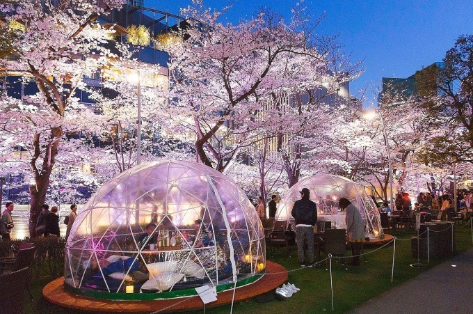 東京ミッドタウンの花見イベント「ミッドタウン・ブロッサム」お酒と桜を楽しめる屋外ラウンジも｜写真8