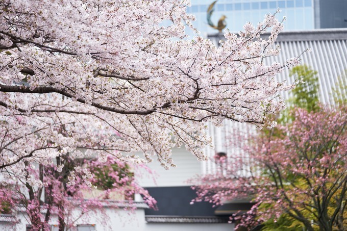 「春・さくら、咲クヤat百段階段」古典歌舞伎の衣装や江戸のかんざし、工芸品など桜がテーマの作品集結｜写真2