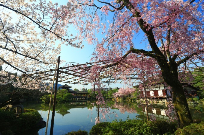 “京都で花見” - 東寺や平安神宮など桜名所を特集、夜桜を楽しめる夜間拝観情報も｜写真7