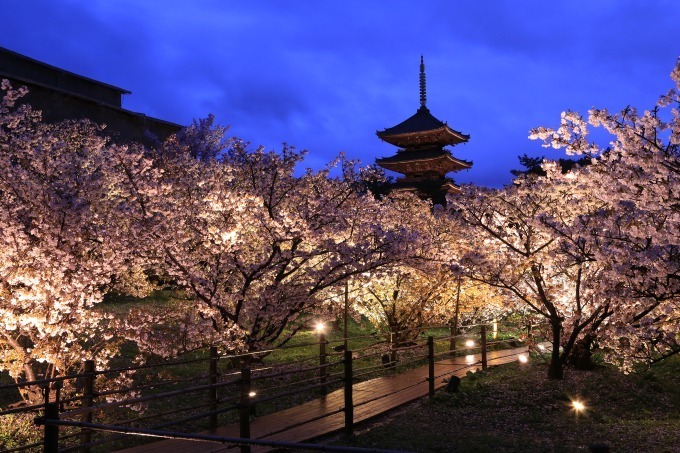 “京都で花見” - 東寺や平安神宮など桜名所を特集、夜桜を楽しめる夜間拝観情報も｜写真11