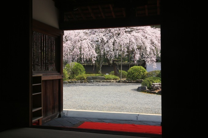 “京都で花見” - 東寺や平安神宮など桜名所を特集、夜桜を楽しめる夜間拝観情報も｜写真10