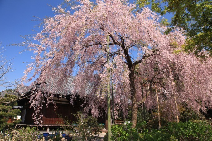 “京都で花見” - 東寺や平安神宮など桜名所を特集、夜桜を楽しめる夜間拝観情報も｜写真9