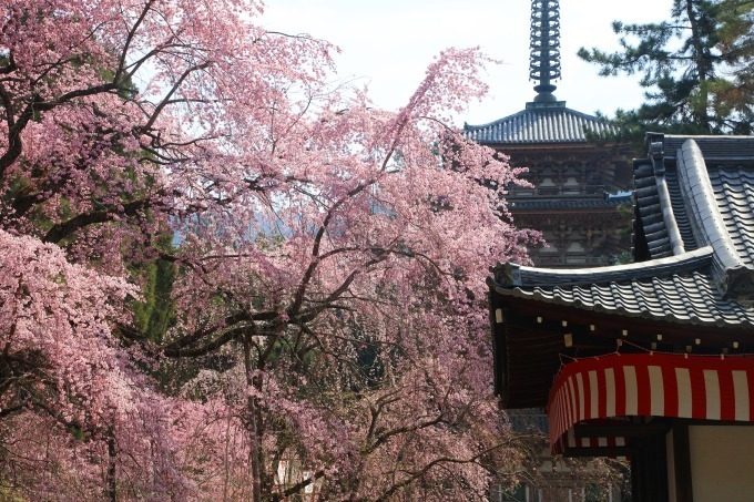 “京都で花見” - 東寺や平安神宮など桜名所を特集、夜桜を楽しめる夜間拝観情報も｜写真5