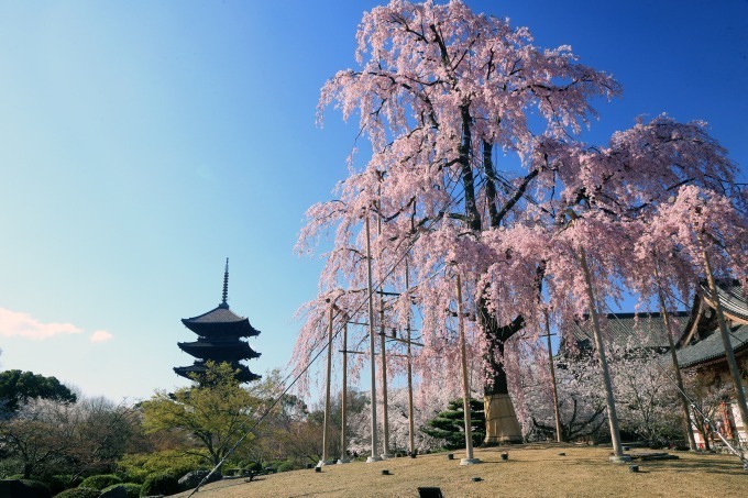 京都で花見 東寺や平安神宮など桜名所を特集 夜桜を楽しめる夜間拝観情報も ファッションプレス