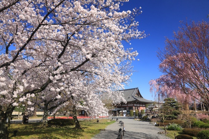 “京都で花見” - 東寺や平安神宮など桜名所を特集、夜桜を楽しめる夜間拝観情報も｜写真2