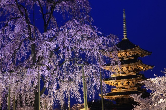 “京都で花見” - 東寺や平安神宮など桜名所を特集、夜桜を楽しめる夜間拝観情報も｜写真3