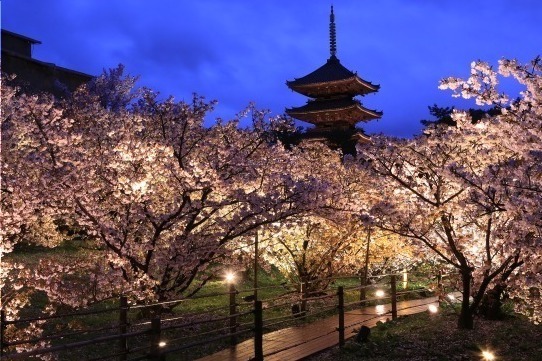 江戸時代｜“京都で花見” - 東寺や平安神宮など桜名所を特集、夜桜を楽しめる夜間拝観情報も