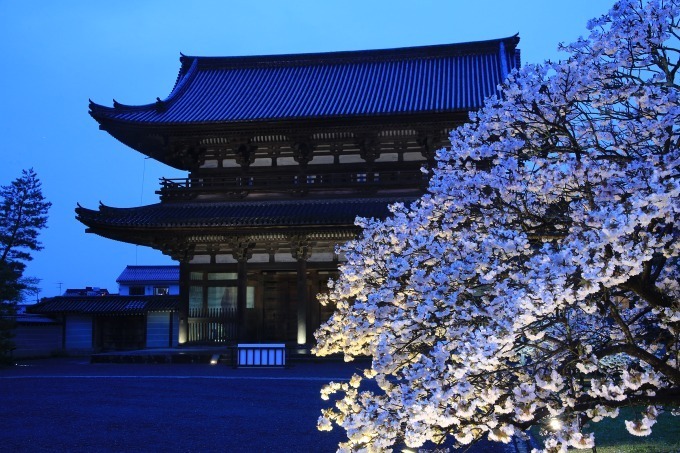 “京都で花見” - 東寺や平安神宮など桜名所を特集、夜桜を楽しめる夜間拝観情報も｜写真12