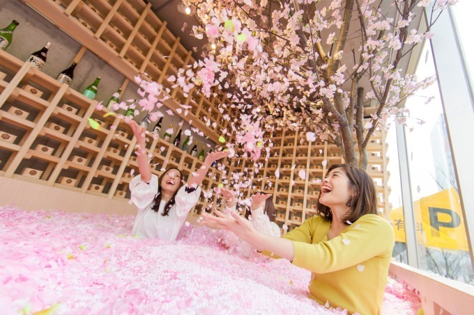 「サクラチルバー」南青山で、佐賀の日本酒＆苺と楽しむ"インドア花見" - 桜の花びらプールも｜写真1