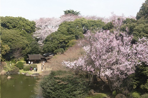 「博物館でお花見を」上野・東京国立博物館で、17世紀の花見を描いた国宝＆桜のライトアップも｜写真4
