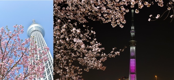 東京スカイツリーが「世界一高い桜」に、ピンク色の特別ライティング“舞”｜写真2