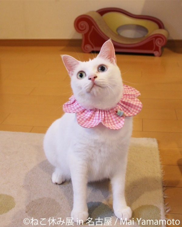 写真展＆物販展「ねこ休み展 in 名古屋」春感じる作品250点以上、静岡＆初の広島でも開催｜写真3