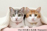 写真展＆物販展「ねこ休み展 in 名古屋」春感じる作品250点以上、静岡＆初の広島でも開催｜写真1