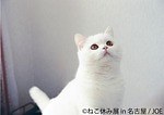写真展＆物販展「ねこ休み展 in 名古屋」春感じる作品250点以上、静岡＆初の広島でも開催｜写真8