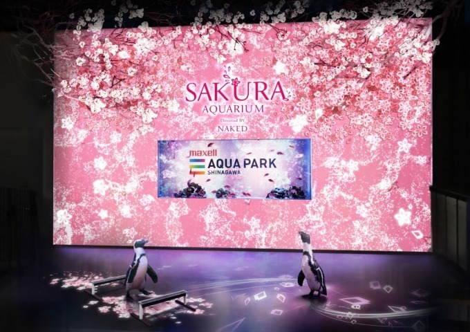 マクセル アクアパーク品川×ネイキッド「サクラアクアリウム」“桜の海”でイルカやペンギンとお花見を｜写真7