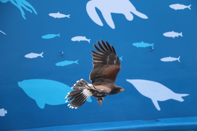 仙台うみの杜水族館「スタジアムライヴ ザ グルーヴ」イルカ＆アシカ＆鳥たちが見せる新パフォーマンス｜写真6