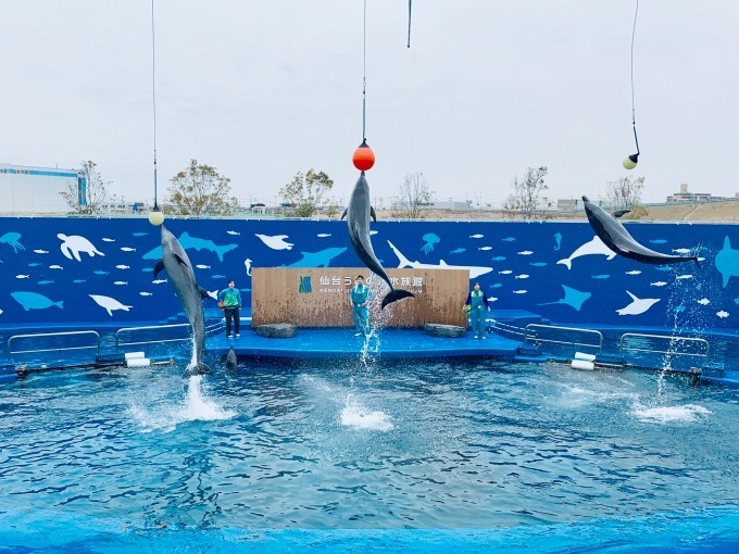 仙台うみの杜水族館「スタジアムライヴ ザ グルーヴ」イルカ＆アシカ＆鳥たちが見せる新パフォーマンス｜写真1