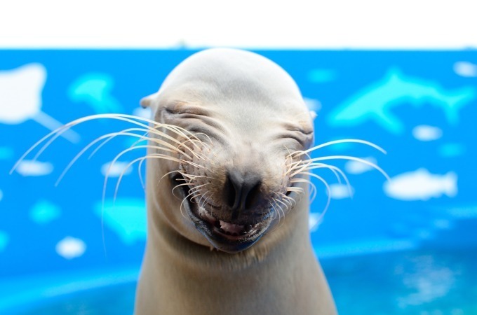 仙台うみの杜水族館「スタジアムライヴ ザ グルーヴ」イルカ＆アシカ＆鳥たちが見せる新パフォーマンス｜写真3