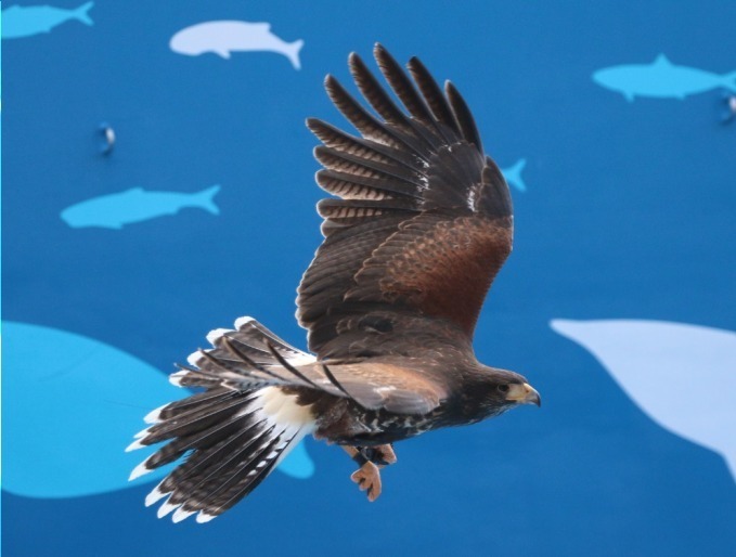 仙台うみの杜水族館「スタジアムライヴ ザ グルーヴ」イルカ＆アシカ＆鳥たちが見せる新パフォーマンス｜写真7