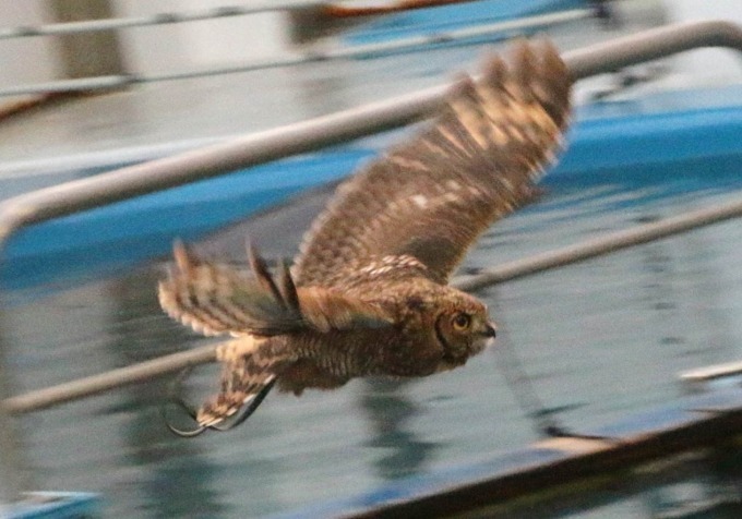 仙台うみの杜水族館「スタジアムライヴ ザ グルーヴ」イルカ＆アシカ＆鳥たちが見せる新パフォーマンス｜写真8