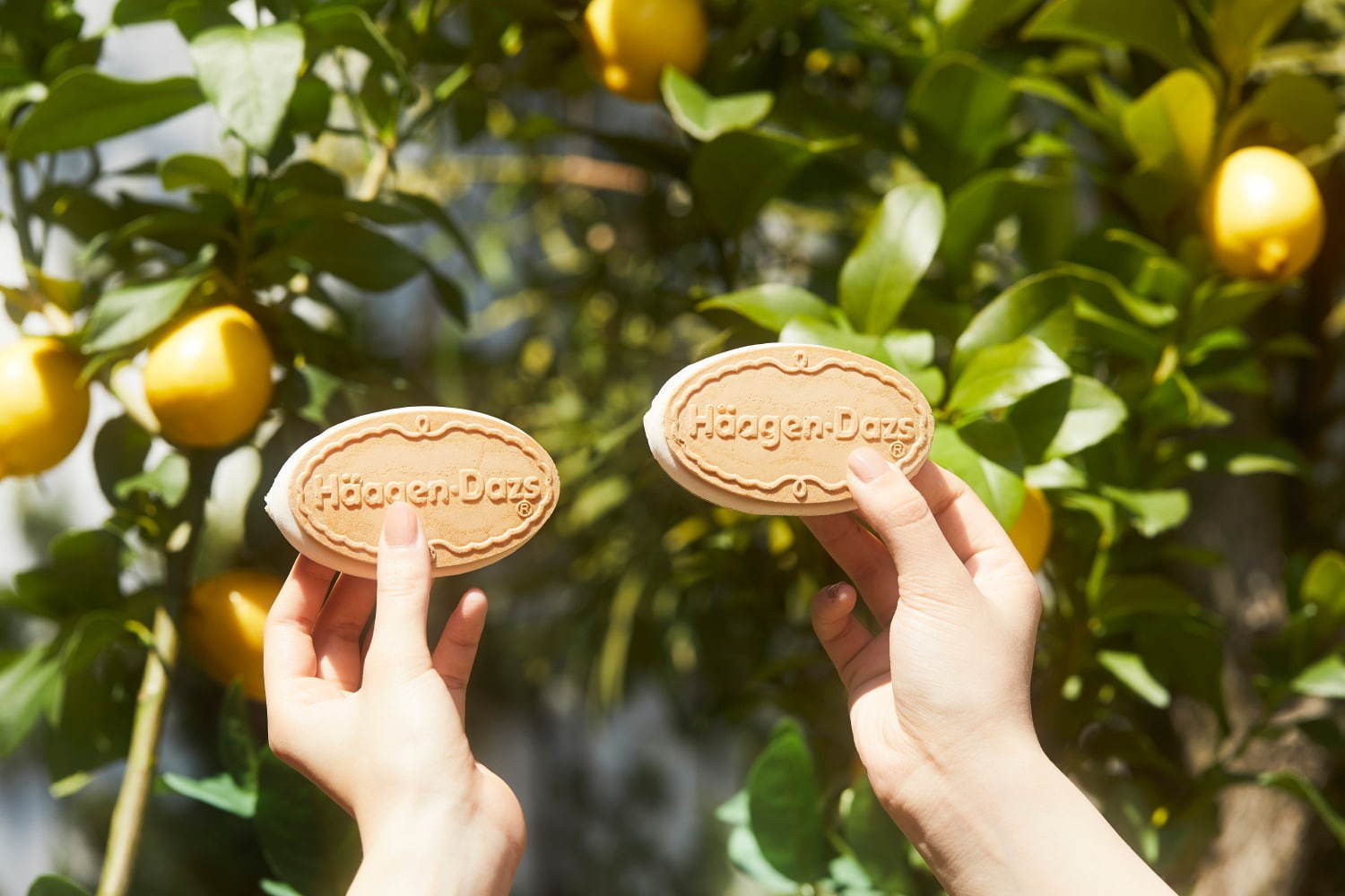 ハーゲンダッツ“レモンの焼き菓子”を表現したクリスピーサンド、焦がしバター×レモンカスタードの濃厚味｜写真3