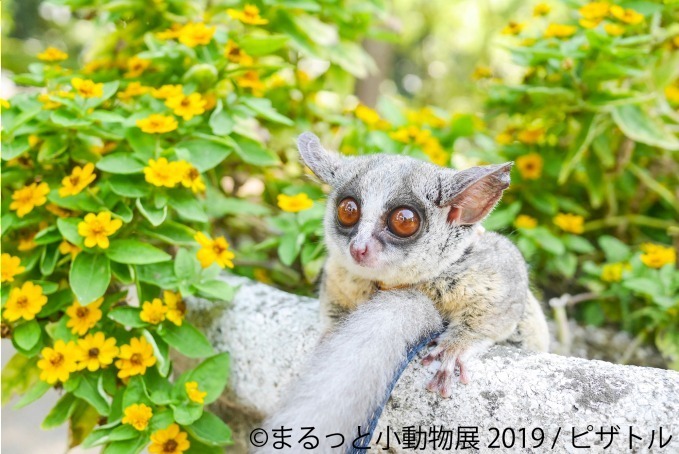 「まるっと小動物展」春の巡回展が静岡・広島・名古屋で - 約250点の作品展示、チンチラが新登場｜写真12
