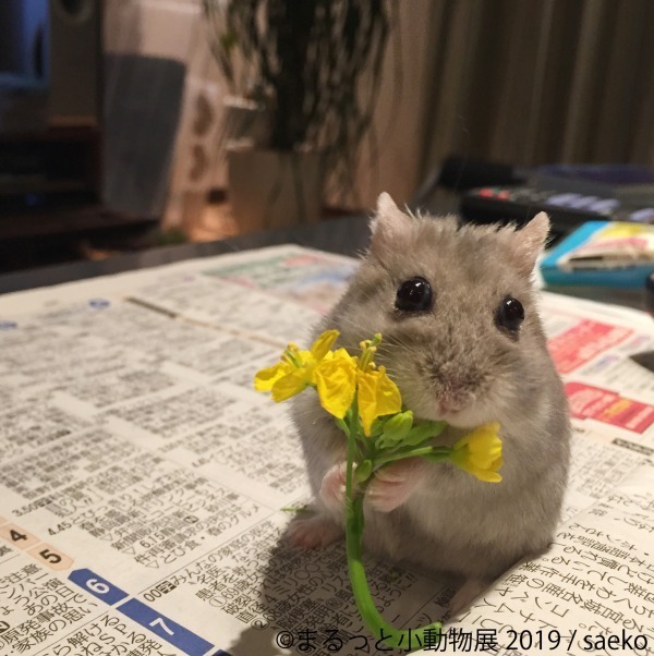 「まるっと小動物展」春の巡回展が静岡・広島・名古屋で - 約250点の作品展示、チンチラが新登場｜写真6